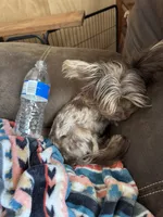 CKC Male Chocolate Merle Yorkie, a male Yorkshire Terrier for sale in St. Louis, MO – 6 of 10
