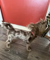 CKC registered Chocolate Merle Yorkie , a male Yorkshire Terrier for sale in St. Louis, MO – 2 of 10