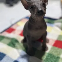 Bèe xhuba - Male, a male Xoloitzcuintli for sale in McAllen, TX – Photo 6 of 7