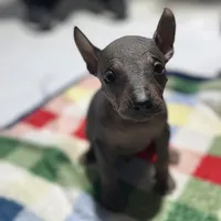 Bèe xhuba - Male, a male Xoloitzcuintli for sale in McAllen, TX – Photo 5 of 7
