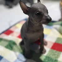 Bèe xhuba - Male, a male Xoloitzcuintli for sale in McAllen, TX – Photo 1 of 7