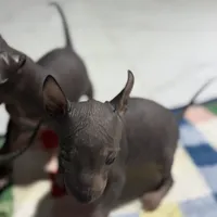 Bèe xhuba - Male, a male Xoloitzcuintli for sale in McAllen, TX – Photo 4 of 7