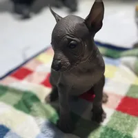 Bèe xhuba - Male, a male Xoloitzcuintli for sale in McAllen, TX – Photo 2 of 7