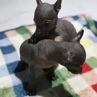 Bèe xhuba - Male, a male Xoloitzcuintli for sale in McAllen, TX – Photo 3 of 7