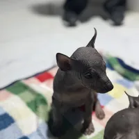 Bèe xhuba - Male, a male Xoloitzcuintli for sale in McAllen, TX – Photo 7 of 7