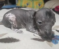 Cuitlahuac / médium size, a male Xoloitzcuintli for sale in McAllen, TX – Photo 2 of 4