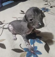 Cuitlahuac / médium size, a male Xoloitzcuintli for sale in McAllen, TX – Photo 3 of 4