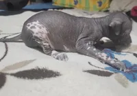 Cuitlahuac / médium size, a male Xoloitzcuintli for sale in McAllen, TX – Photo 4 of 4