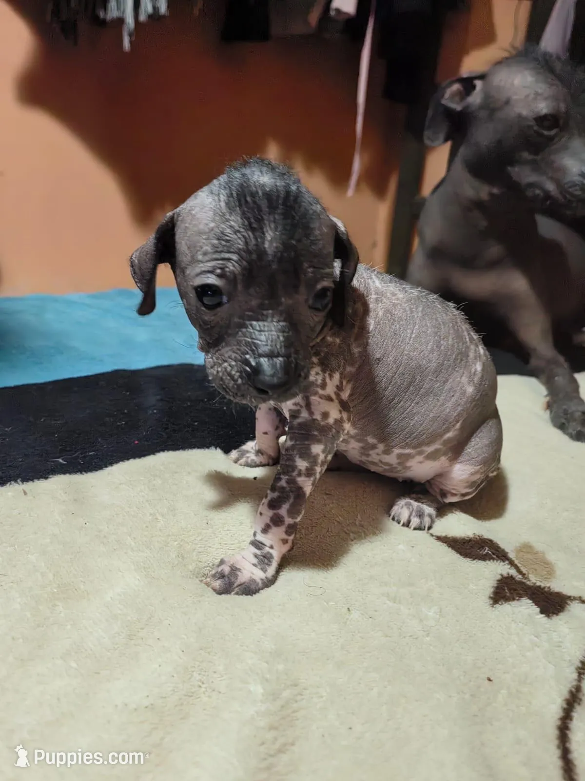 Donaji / médium size – Xoloitzcuintli puppy for sale in McAllen, TX