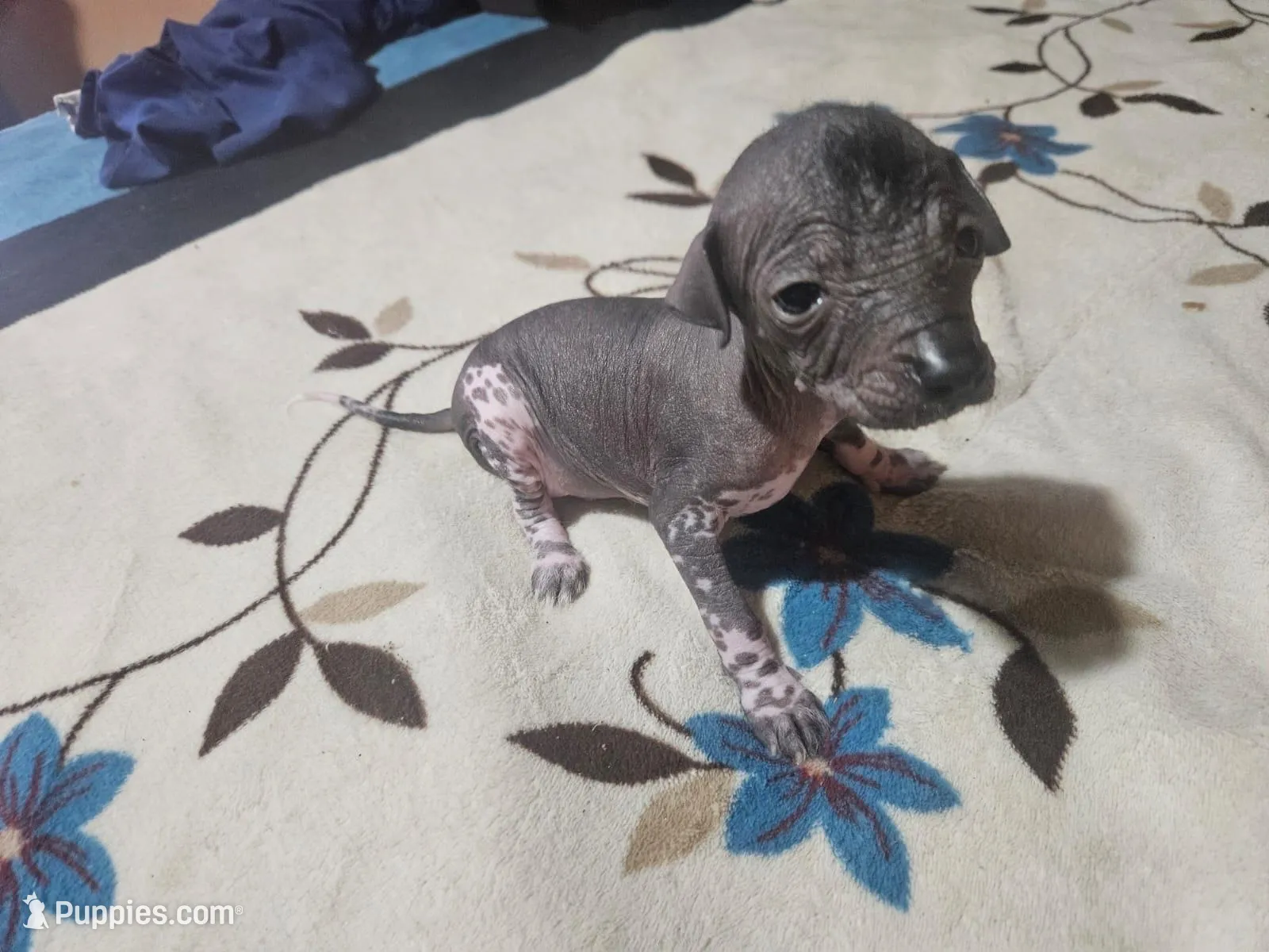 Donaji / médium size, a female Xoloitzcuintli for sale in McAllen, TX – Photo 2 of 5