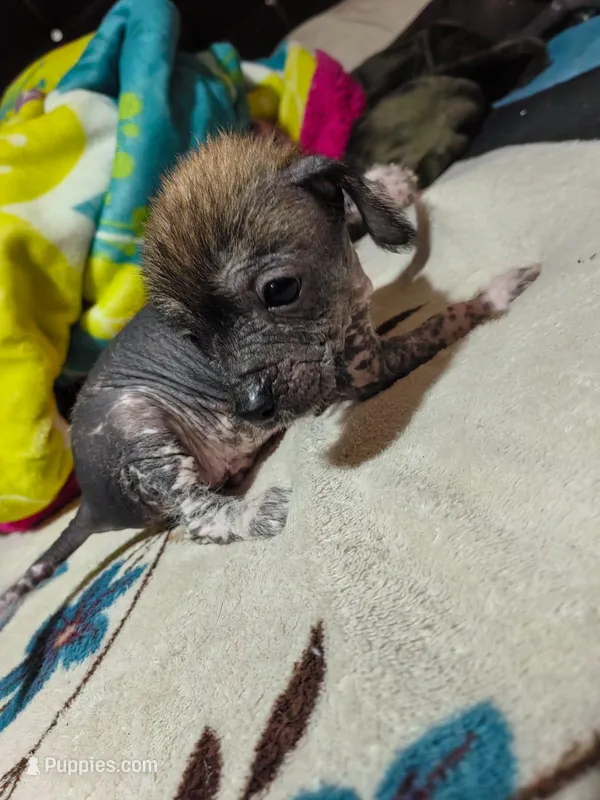 Ahuitzol / médium size – Xoloitzcuintli puppy for sale in McAllen, TX