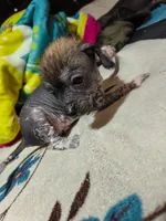 Ahuitzol / médium size, a male Xoloitzcuintli for sale in McAllen, TX – Photo 1 of 4