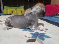 Ahuitzol / médium size, a male Xoloitzcuintli for sale in McAllen, TX – Photo 4 of 4