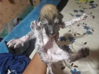 Ahuitzol / médium size, a male Xoloitzcuintli for sale in McAllen, TX – Photo 3 of 4