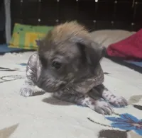 Ahuitzol / médium size, a male Xoloitzcuintli for sale in McAllen, TX – Photo 2 of 4