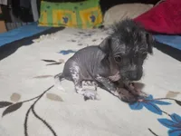 Nayla/ médium size, a female Xoloitzcuintli for sale in McAllen, TX – Photo 3 of 5