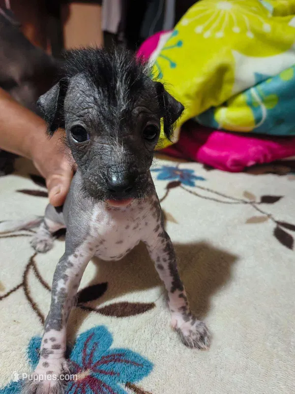 Nayla/ médium size – Xoloitzcuintli puppy for sale in McAllen, TX