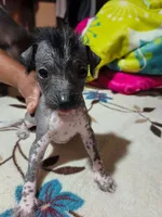 Nayla/ médium size, a female Xoloitzcuintli for sale in McAllen, TX – Photo 1 of 5