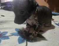 Nayla/ médium size, a female Xoloitzcuintli for sale in McAllen, TX – Photo 4 of 5