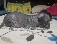 Nayla/ médium size, a female Xoloitzcuintli for sale in McAllen, TX – Photo 5 of 5
