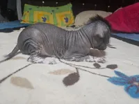 Nayla/ médium size, a female Xoloitzcuintli for sale in McAllen, TX – Photo 2 of 5