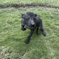 Xhuba / male, a male Xoloitzcuintli for sale in McAllen, TX – Photo 9 of 9