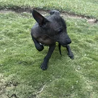 Xhuba / male, a male Xoloitzcuintli for sale in McAllen, TX – Photo 8 of 9