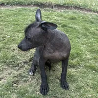 Xhuba / male, a male Xoloitzcuintli for sale in McAllen, TX – Photo 5 of 9