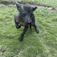 Xhuba / male, a male Xoloitzcuintli for sale in McAllen, TX – Photo 3 of 9