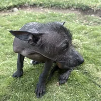 Xhuba / male, a male Xoloitzcuintli for sale in McAllen, TX – Photo 2 of 9
