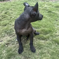 Xhuba / male, a male Xoloitzcuintli for sale in McAllen, TX – Photo 4 of 9