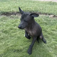 Xhuba / male, a male Xoloitzcuintli for sale in McAllen, TX – Photo 6 of 9