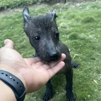 Xhuba / male, a male Xoloitzcuintli for sale in McAllen, TX – Photo 1 of 9