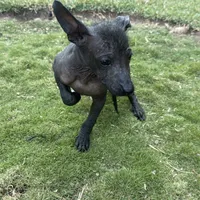 Xhuba / male, a male Xoloitzcuintli for sale in McAllen, TX – Photo 7 of 9