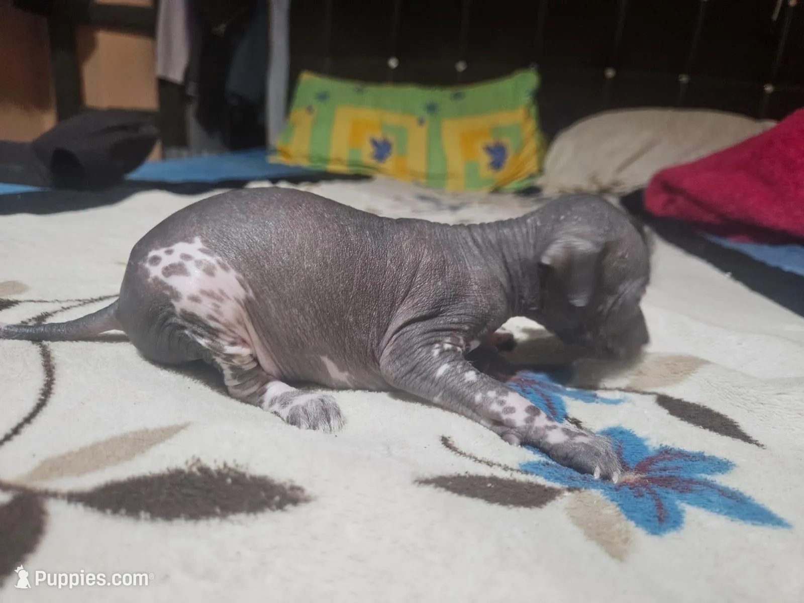 Donaji / médium size, a female Xoloitzcuintli for sale in McAllen, TX – Photo 3 of 5