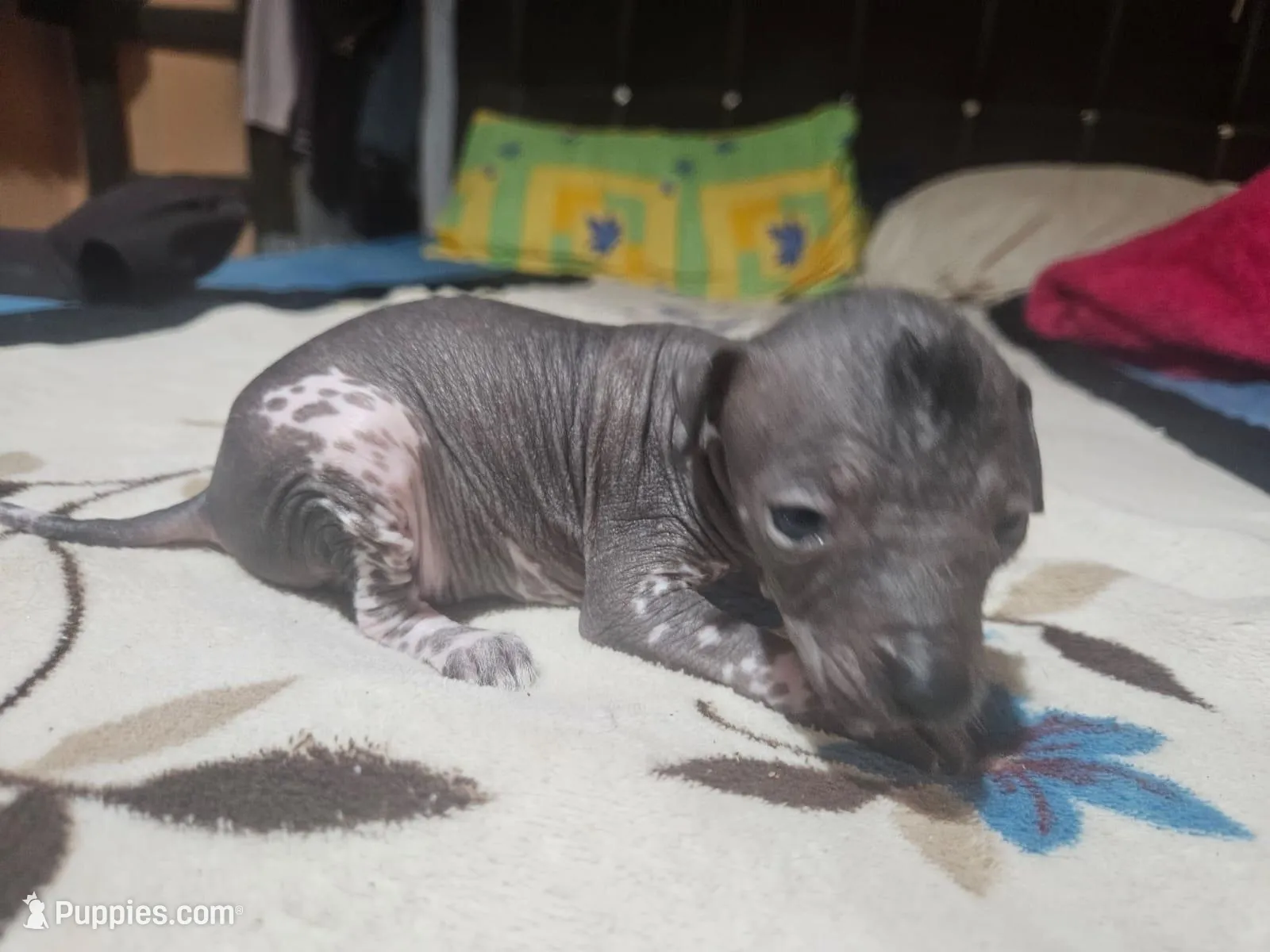 Donaji / médium size, a female Xoloitzcuintli for sale in McAllen, TX – Photo 4 of 5
