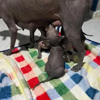 Xquidxi Male, a male Xoloitzcuintli for sale in McAllen, TX – Photo 6 of 7