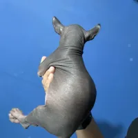 Luxhi, a male Xoloitzcuintli for sale in McAllen, TX – Photo 2 of 3