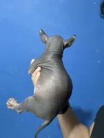 processed/bc21fc15-ff04-42cd-8455-1f138154fe14/listing/c7874e02-9518-4ea6-90ab-91cf42712601/7742e18f-18f0-498f-86b0-fed9c261eaed