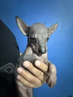 processed/bc21fc15-ff04-42cd-8455-1f138154fe14/listing/c7874e02-9518-4ea6-90ab-91cf42712601/9e7f14cd-53b2-4115-bc50-76fd9d3883c6