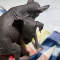 Luxhi, a male Xoloitzcuintli for sale in McAllen, TX – Photo 3 of 3