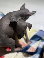 processed/bc21fc15-ff04-42cd-8455-1f138154fe14/listing/c7874e02-9518-4ea6-90ab-91cf42712601/ddfcf99f-5004-4f35-9906-a13bd1c848fc