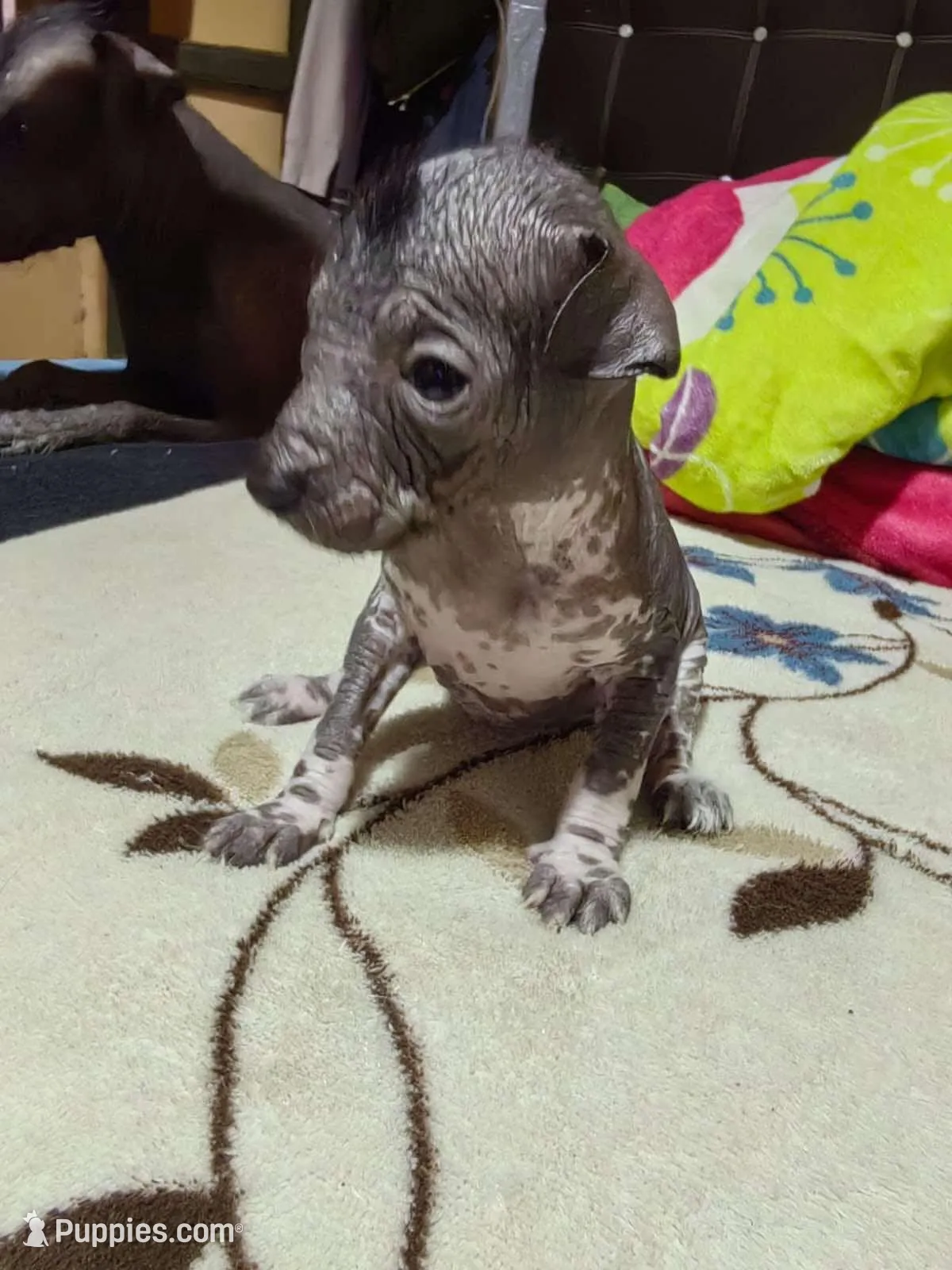 Donaji / médium size, a female Xoloitzcuintli for sale in McAllen, TX – Photo 5 of 5