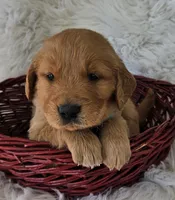 Miles, a male Golden Retriever for sale in Washington, IN – Photo 3 of 9