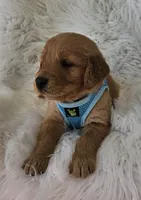 Miles, a male Golden Retriever for sale in Washington, IN – Photo 7 of 9