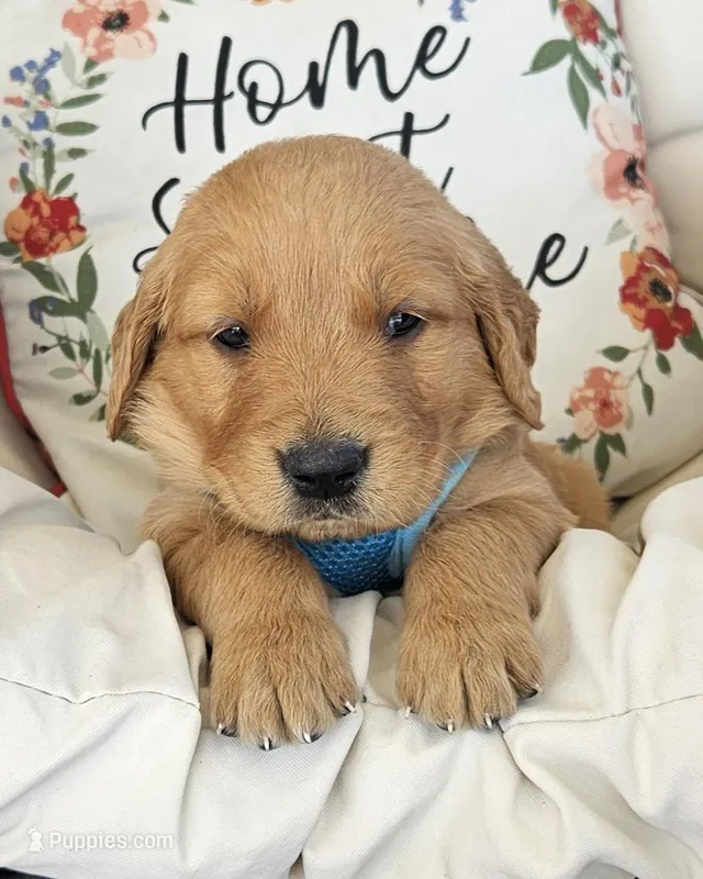 Miles – Golden Retriever puppy for sale in Washington, IN