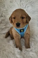 Miles, a male Golden Retriever for sale in Washington, IN – Photo 5 of 9