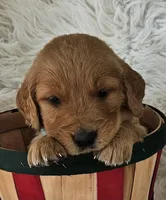 Miles, a male Golden Retriever for sale in Washington, IN – Photo 2 of 9