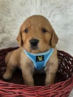 Miles, a male Golden Retriever for sale in Washington, IN – Photo 4 of 9