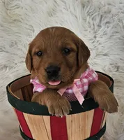 Josee, a female Golden Retriever for sale in Washington, IN – Photo 3 of 8